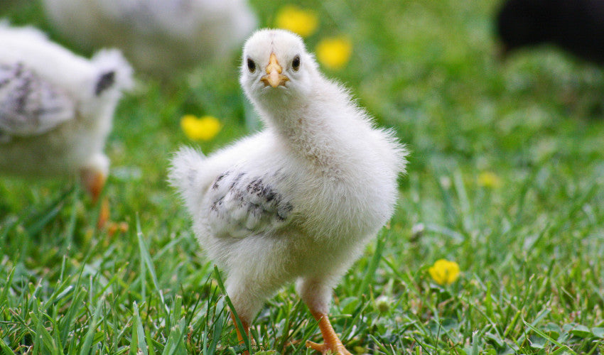 Early Spring Chicken & Poultry Care: Keeping Your Flock Healthy & Happy