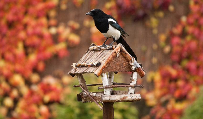 Supporting Wild Birds This Fall: What You Need to Know