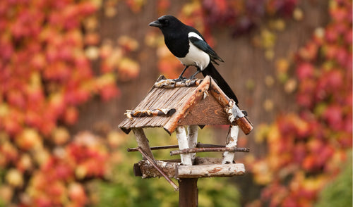 Supporting Wild Birds This Fall: What You Need to Know