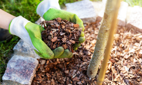 Hands holding mulch