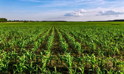 Crop field 