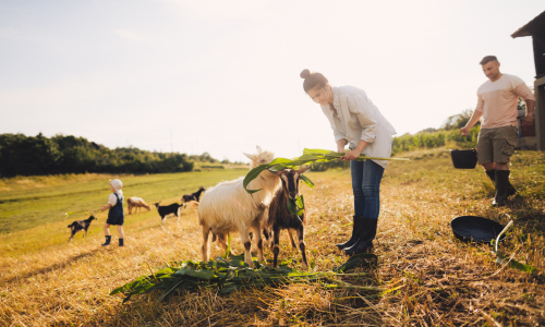 Family feeding goats