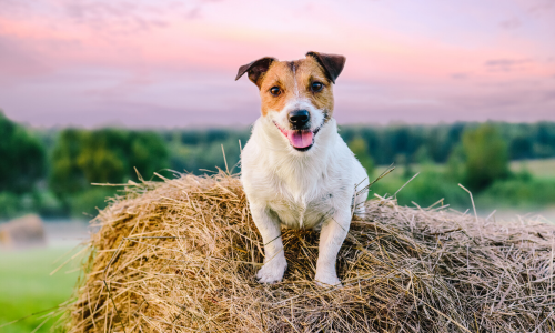 Dog sitting on a hay bale