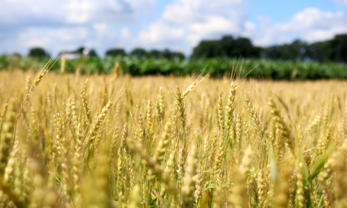 Hay field