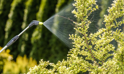 Insecticide being sprayed o plants