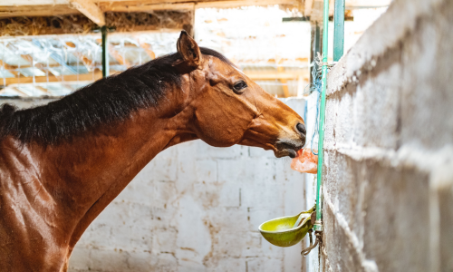 Horse licking salt