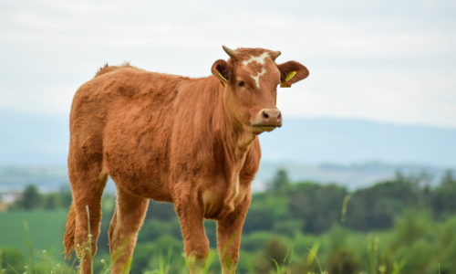 Brown cow grazing in a pasture